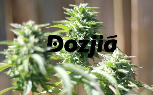 Dozjia Growers Logo 2015.JPG