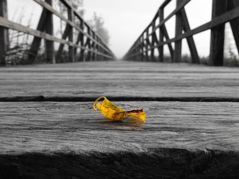 Leaf on Bridge.jpeg