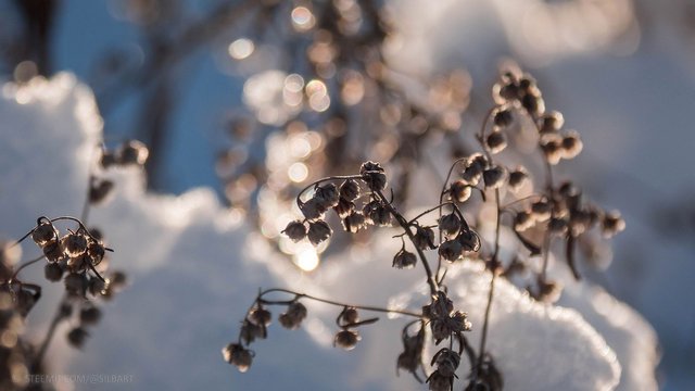 erster-schnee5.jpg