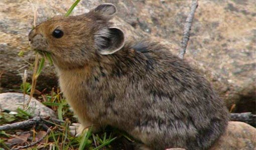 az-american-pika-copyright-Sevenstar-wikimedia-wpcf_510x300 (4).jpg