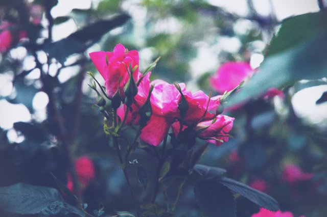 wild-roses.jpg
