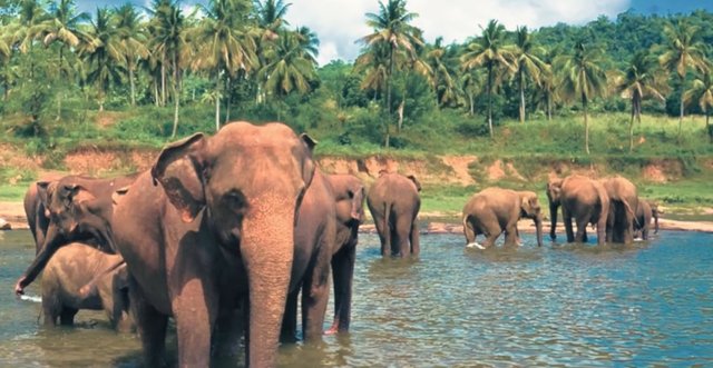 Sri Lanka3.jpg
