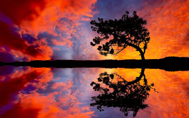 6944719-tree-sunset-reflection.jpg