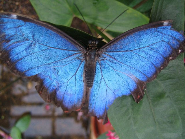 Blue Butterfly1.jpg