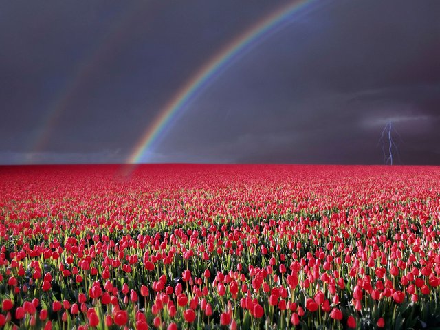 storm_over_tulip_fields__near_rutten__flevoland__netherlands.jpg