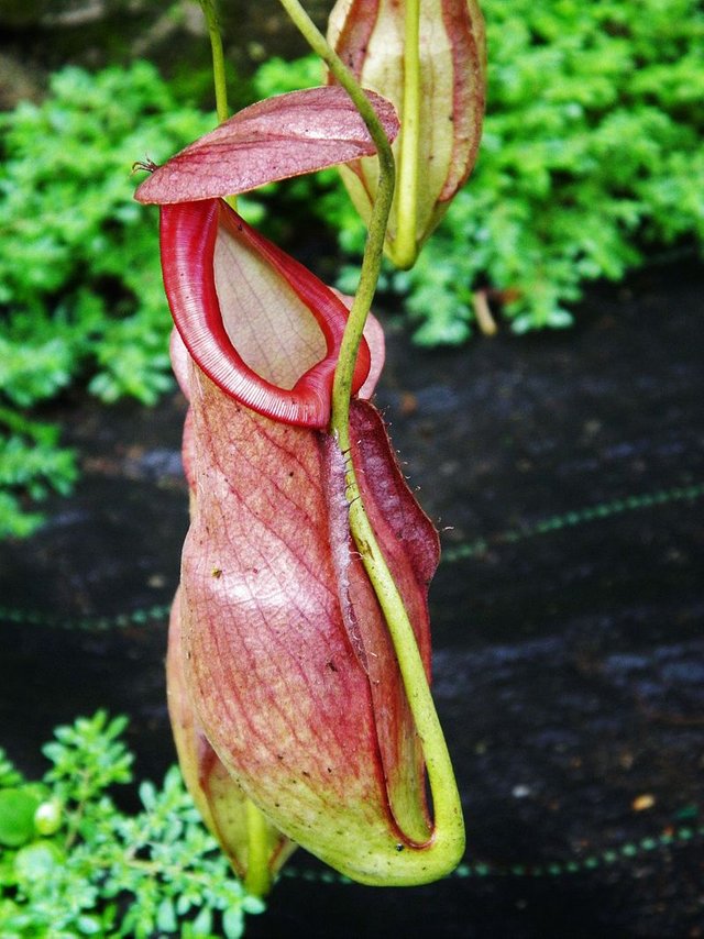 @bacabaca nepenthes1.jpg