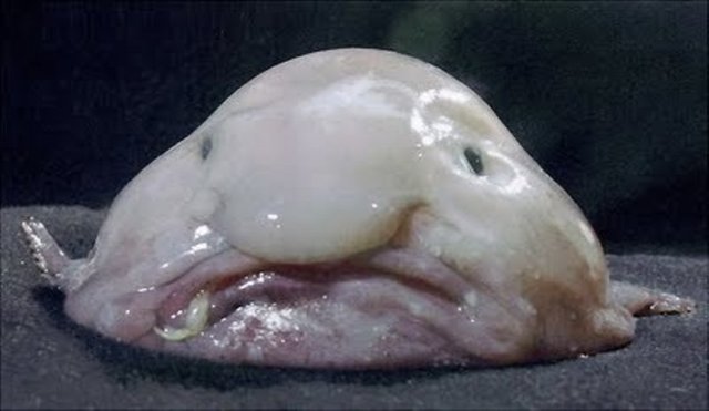 blobfish-800x464.jpg