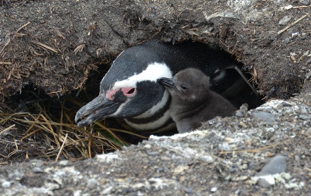 mom_baby_penguin_isla_martillo.jpg