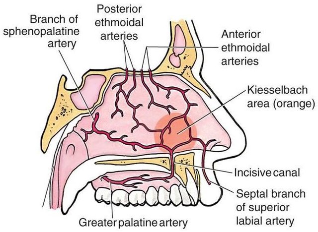 Littles-area-or-Kiesselbach-plexus.jpg