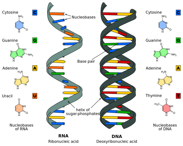 DNA_RNA.png