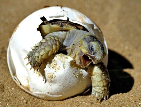 cuidados-de-las-tortugas-cuidado-de-las-tortugas-600x454.jpg