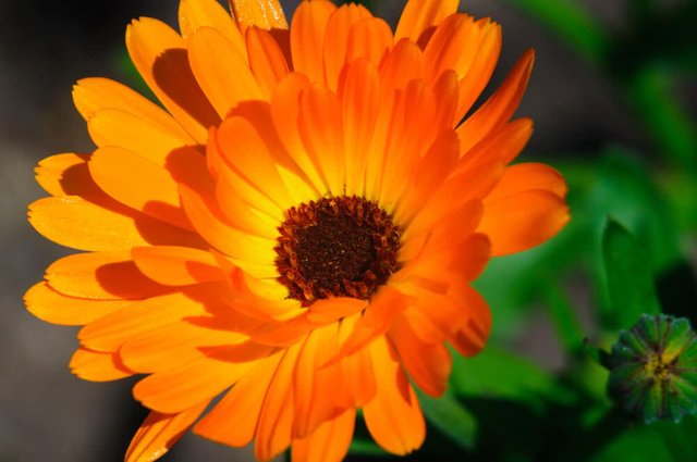 Calendula Flower.jpg