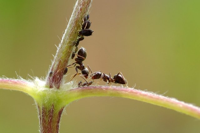 mravce a vosky 2.jpg