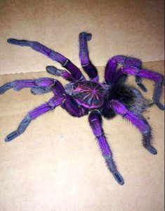 image.jpeg