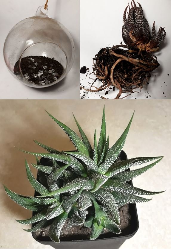 Haworthia attenuata.JPG