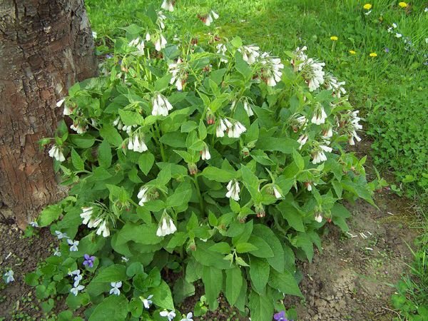 MacIntosh - dwarf comfrey2 crop May 2015.jpg