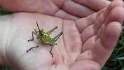 2017-11-30 Interesting Grasshopper 2.jpg