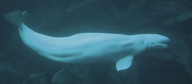 8. Beluga Whale.png