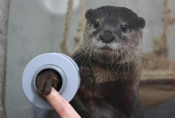 aquarium-shake-hands-otters-handshake-1387417152i.jpg