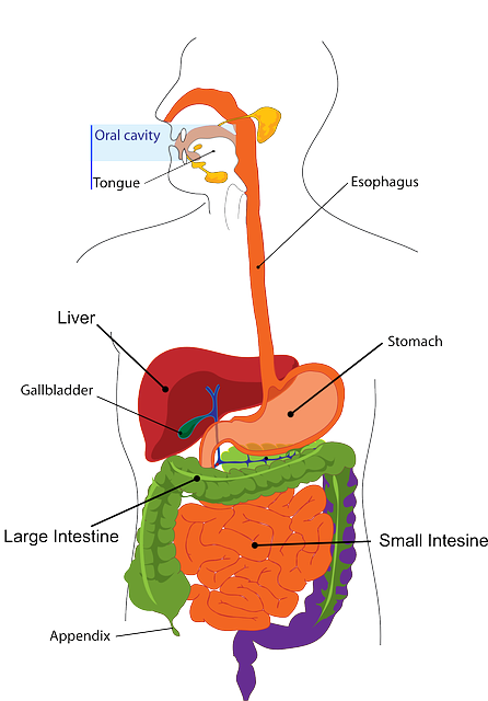 digestion-303364_640 (1).png