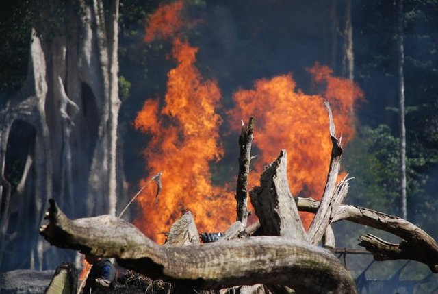 pohon ganja part 2 4.jpg