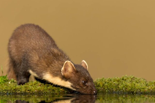 pine martin.jpg