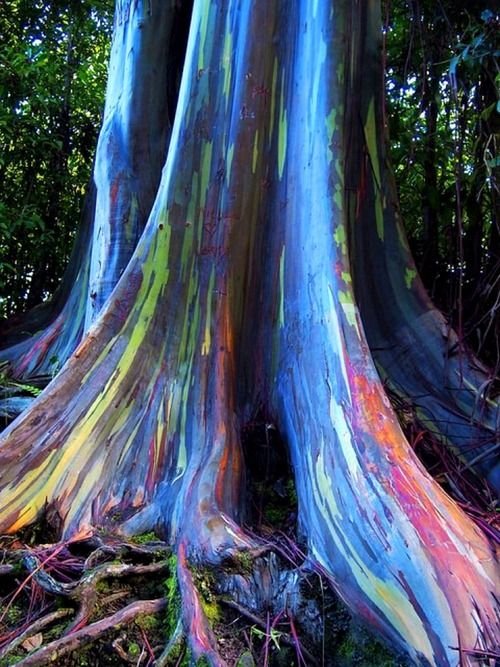 6ecab5505e3fa630fc6274180f397f7c--eucalyptus-deglupta-rainbow-eucalyptus-tree.jpg