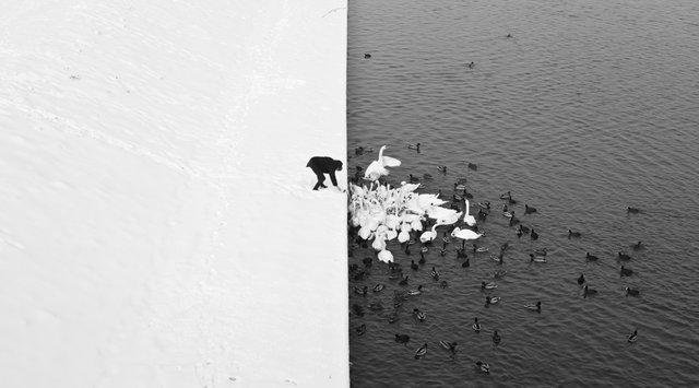 Cool-Black-White-Image-of-a-Man-Feeding-Birds-in-Krakow.jpg