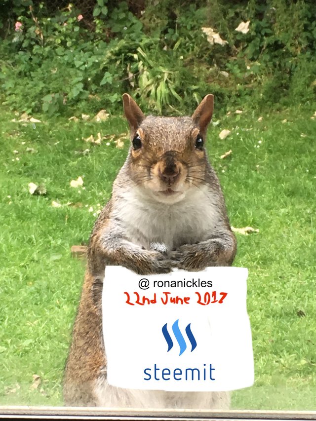 Steemit Squirrrel.jpeg