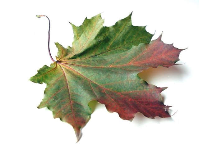 maple leaves2.jpg