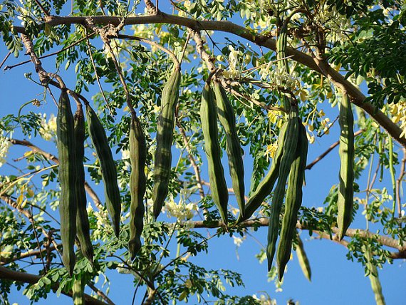 moringa tree.jpg