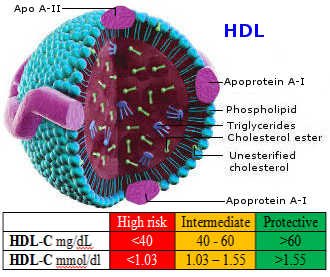 HDL.jpg