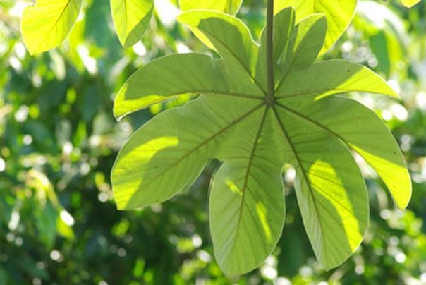 Cecropia-obtusifolia-Guarumo-leaves-salama-maya-ethnobotany-images.jpg