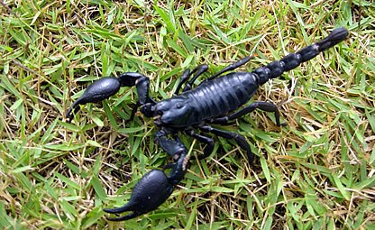 scorpion-control-sydney.jpg