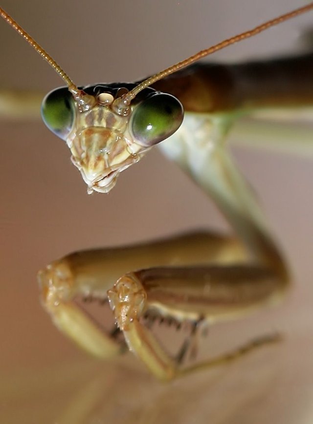 Tenodera australasiae n7 BY Tas.jpg