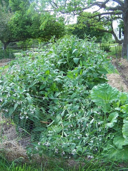 Big garden - comfrey blown over crop June 2017.jpg