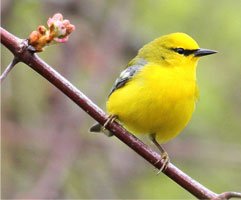 blue-winged-warbler.jpg