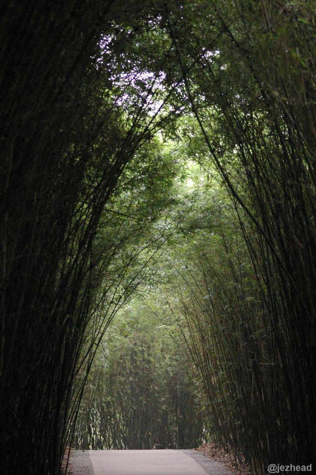 bamboo_arches4193.jpg