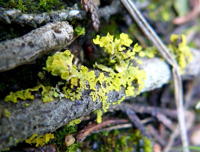 lichen branch.jpg