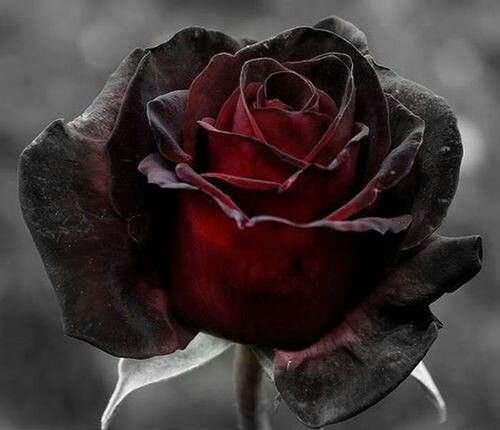 Free-Black-Rose.jpg