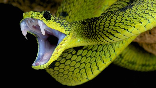 Snakes-fangs.ngsversion.1413818001976.adapt.1900.1.jpg