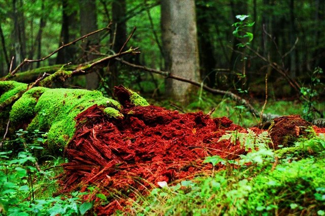 Ostatnia faza rozkladu martwej klody_Puszcza Bialowieska_fot. R. Kulik.jpg