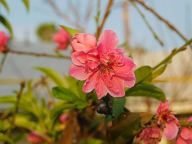 flowers of paradise, nature, photography by jeronimo rubio, all rights reserved, 2018 (165).JPG