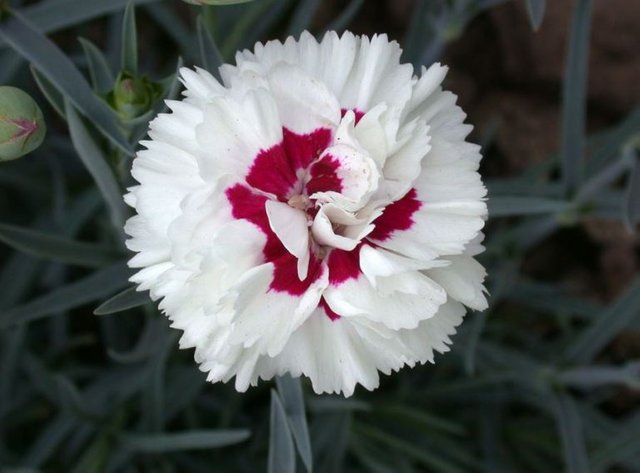 bunga-dianthus.jpg