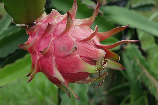 red-dragon-fruit-1973815.jpg
