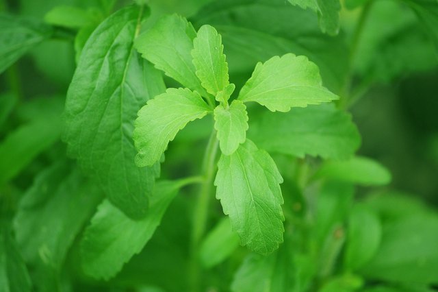 Stevia_plant.jpg