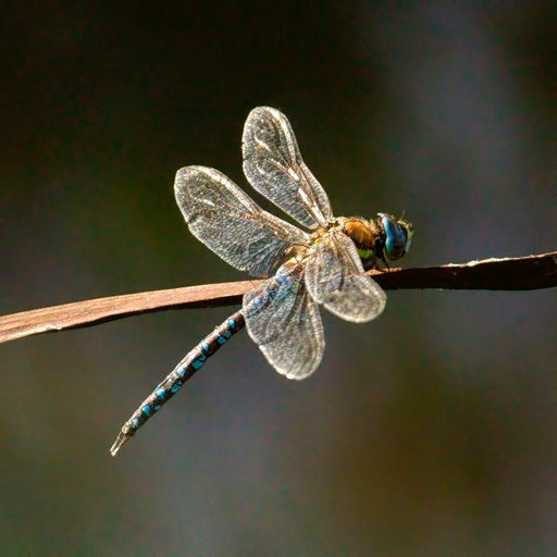 DRaGoNFLy6-signed.jpg