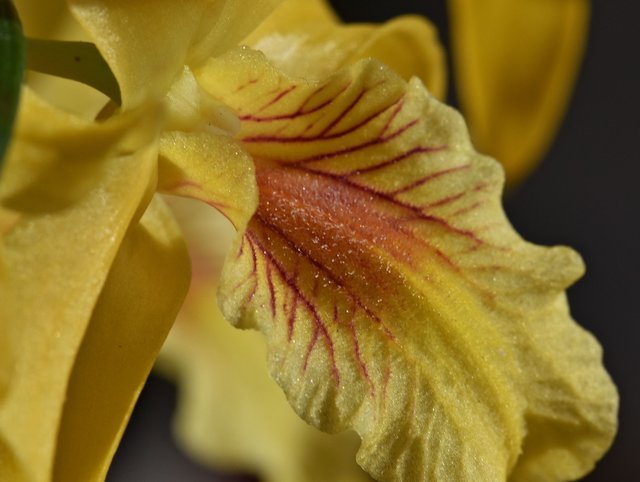 Dendrobium Stardust 'Chiyomi' 5.jpg