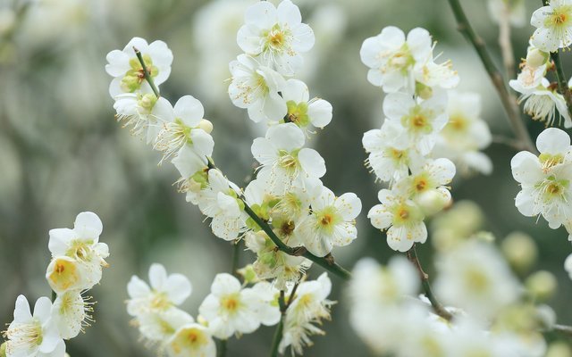white-cherry-blossom-46690-1920x1200.jpg