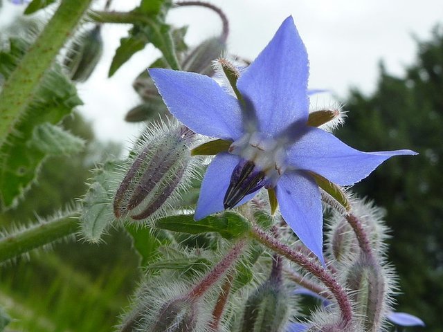 borage.JPG